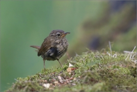 <p>STŘÍZLÍK OBECNÝ (Troglodytes troglodytes) Lužické hory - Studenec ----- /Eurasian wren - Zaunköking/</p>